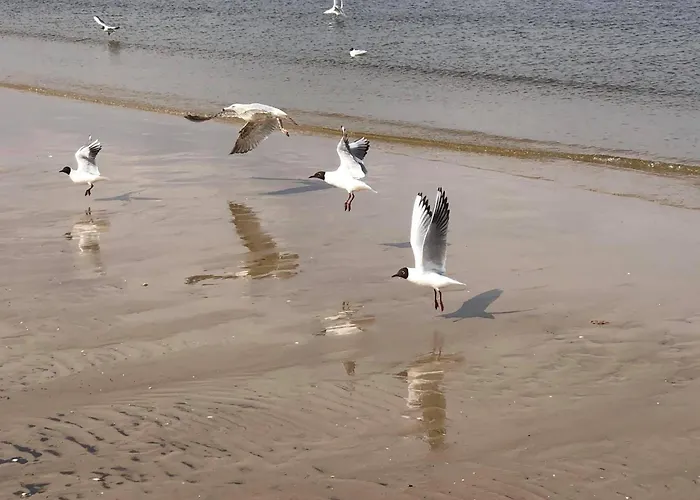 Lägenhetshotell Lazur